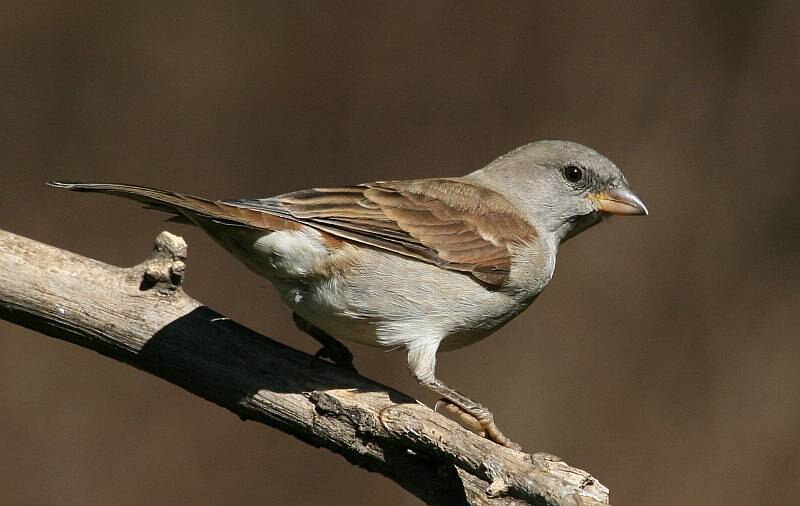 Southern Gray-headed Sparrow (Passer diffusus) photo
