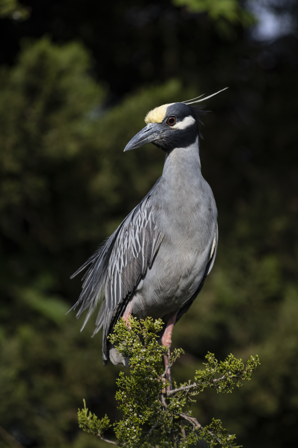 Yellow-crowned Night Heron (Nyctanassa violacea)