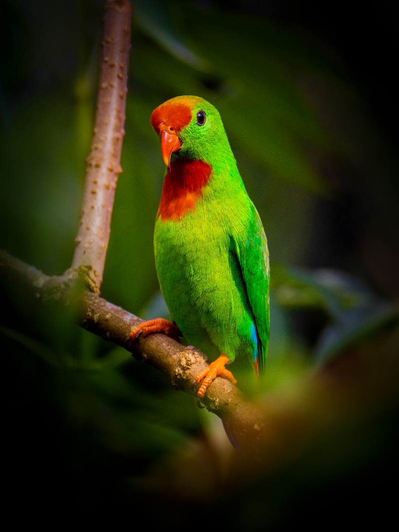 Philippine Hanging-Parrot (Loriculus philippensis) photo