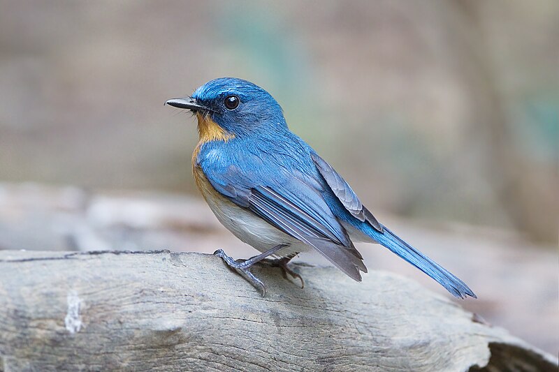Indochinese Blue Flycatcher (Cyornis sumatrensis) photo