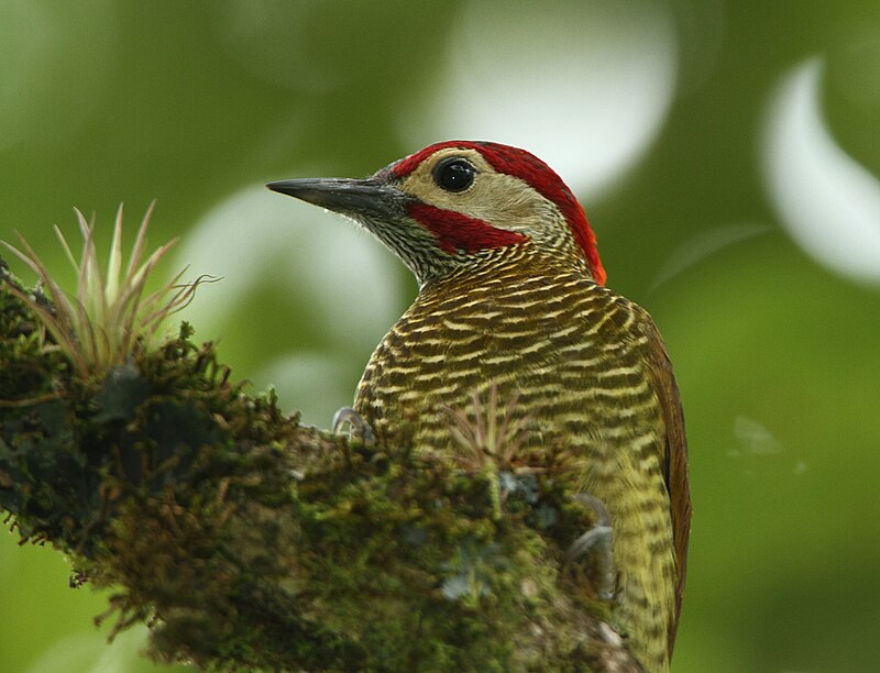 Golden-olive Woodpecker (Colaptes rubiginosus) photo