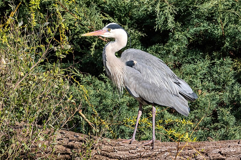 Gray Heron (Ardea cinerea) photo