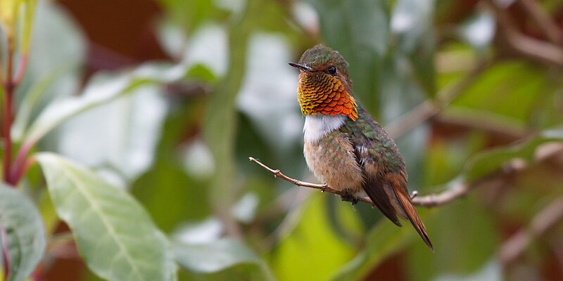 Scintillant Hummingbird (Selasphorus scintilla) photo