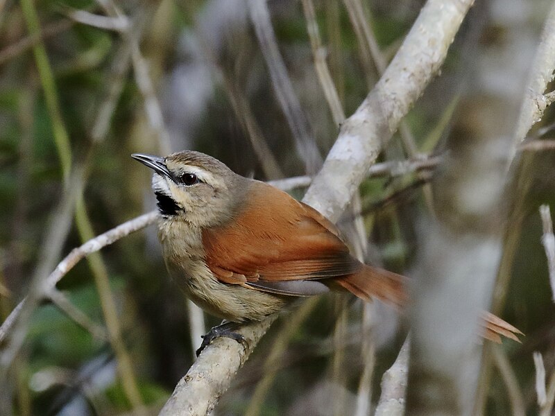 Ochre-cheeked Spinetail (Synallaxis scutata) photo