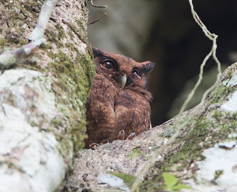 Tawny-bellied Screech-Owl (Megascops watsonii) photo