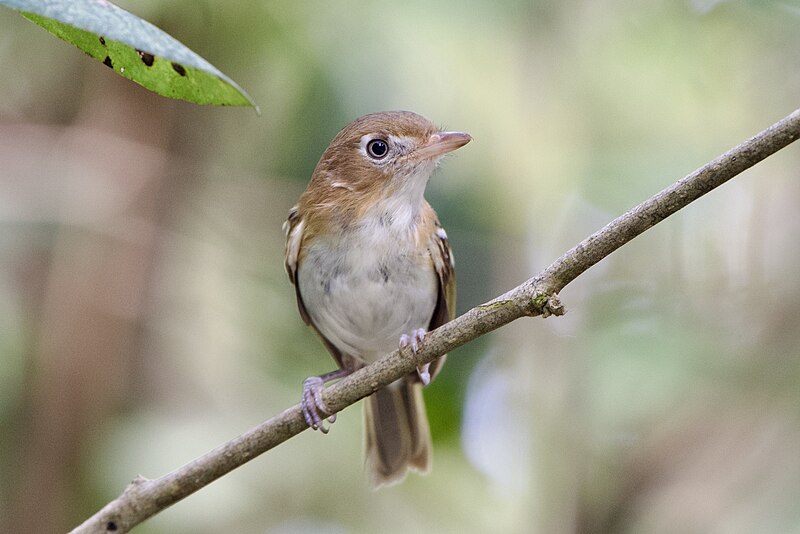 Cozumel Vireo (Vireo bairdi) photo