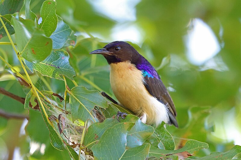 Western Violet-backed Sunbird (Anthreptes longuemarei) photo