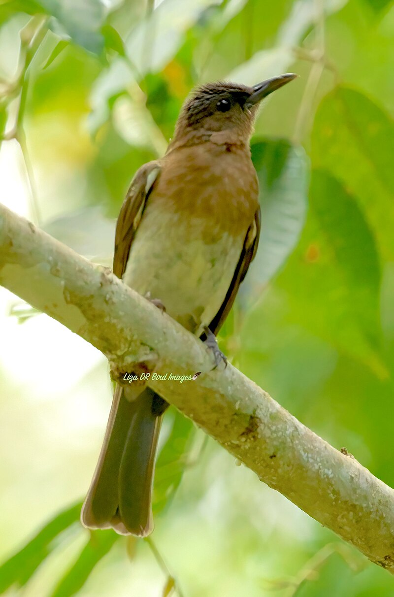 Zamboanga Bulbul (Hypsipetes rufigularis) photo