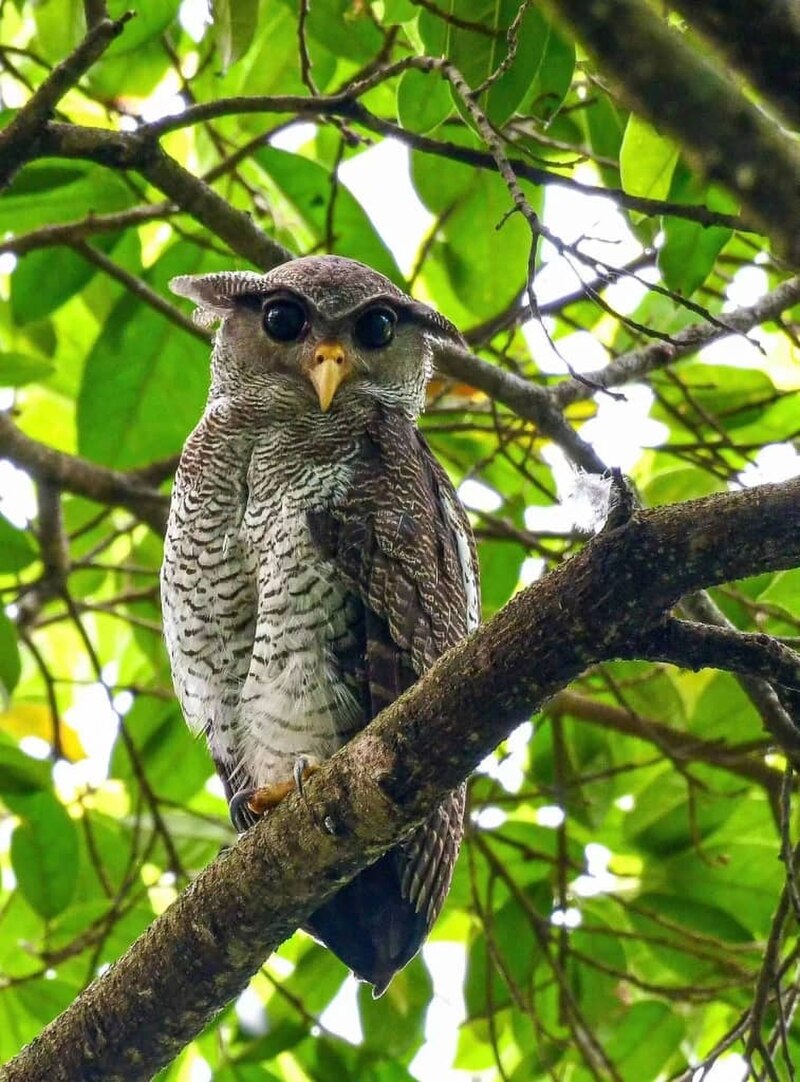 Barred Eagle-Owl (Ketupa sumatrana) photo