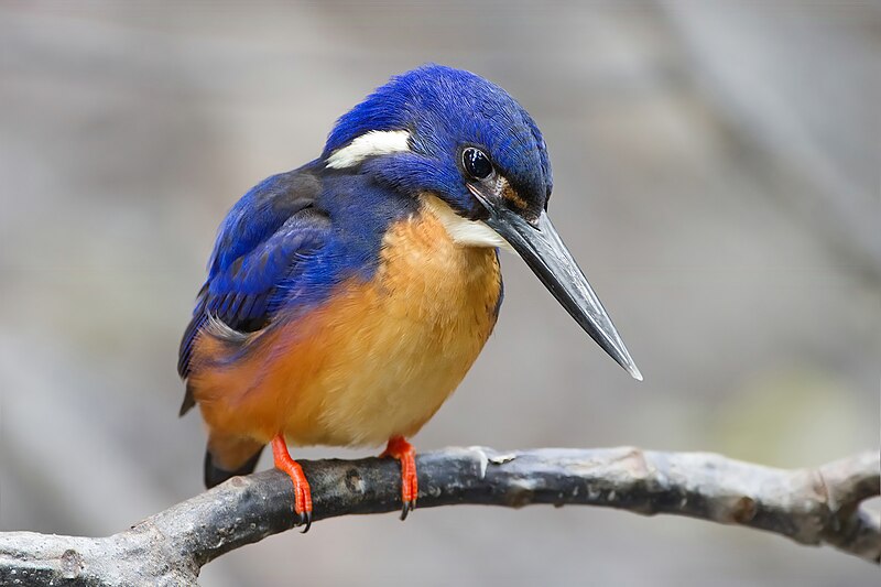 Azure Kingfisher (Ceyx azureus) photo