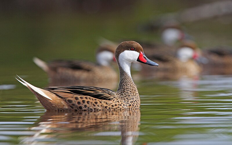 White-cheeked Pintail (Anas bahamensis) photo