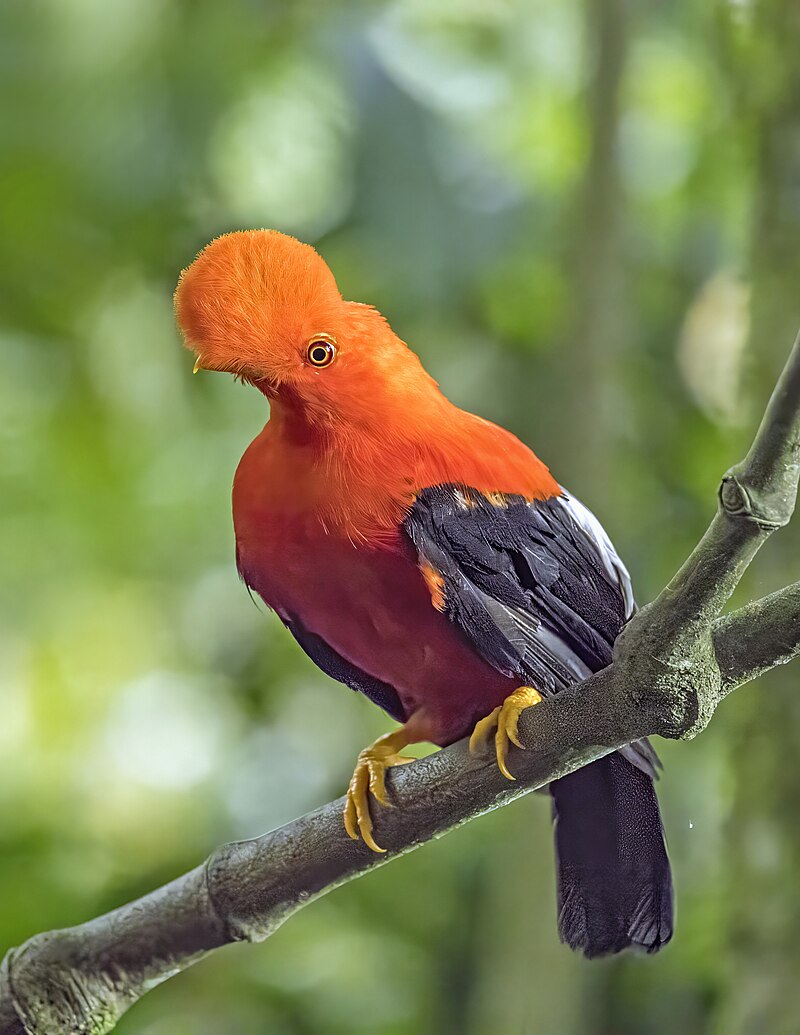Andean Cock-of-the-rock (Rupicola peruvianus) photo