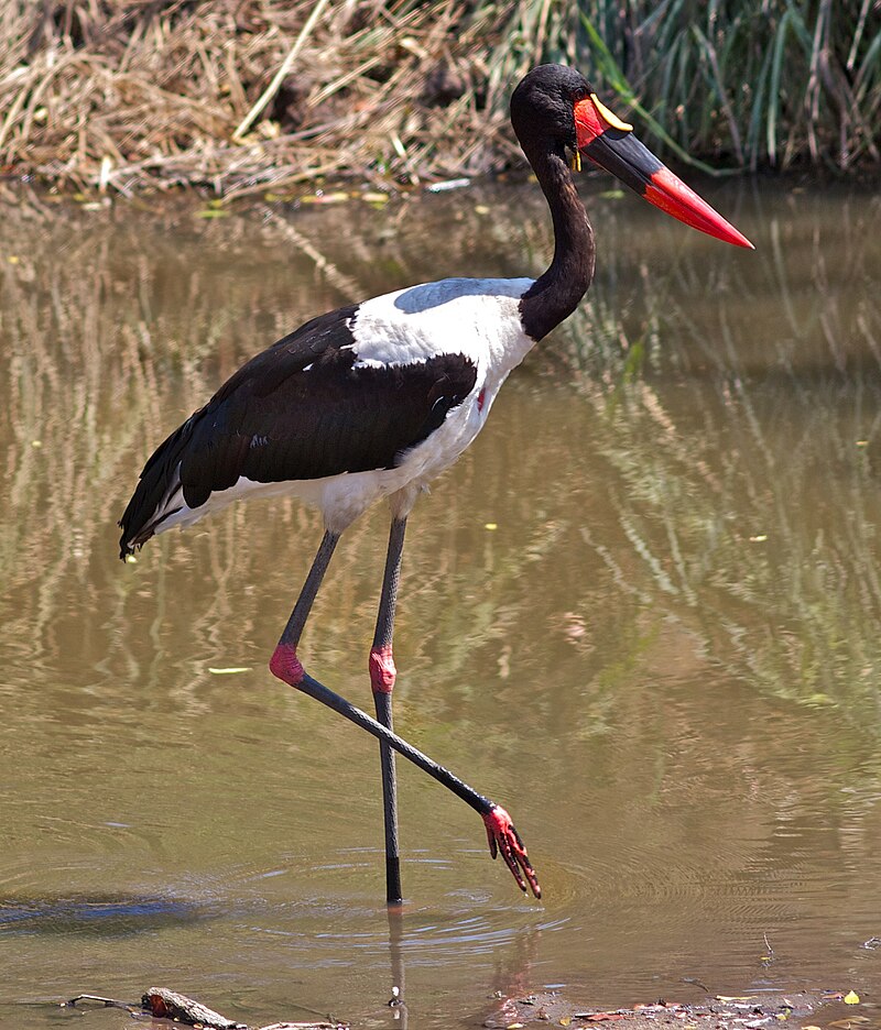 Saddle-billed Stork (Ephippiorhynchus senegalensis) photo