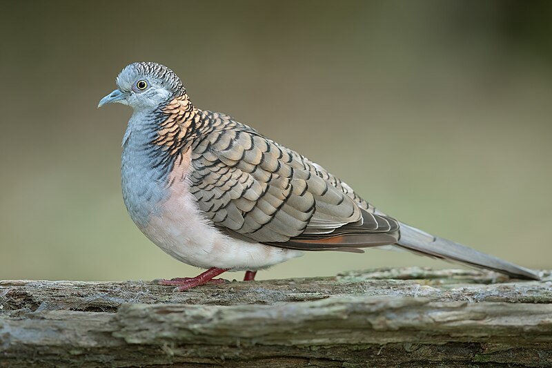 Bar-shouldered Dove (Geopelia humeralis) photo