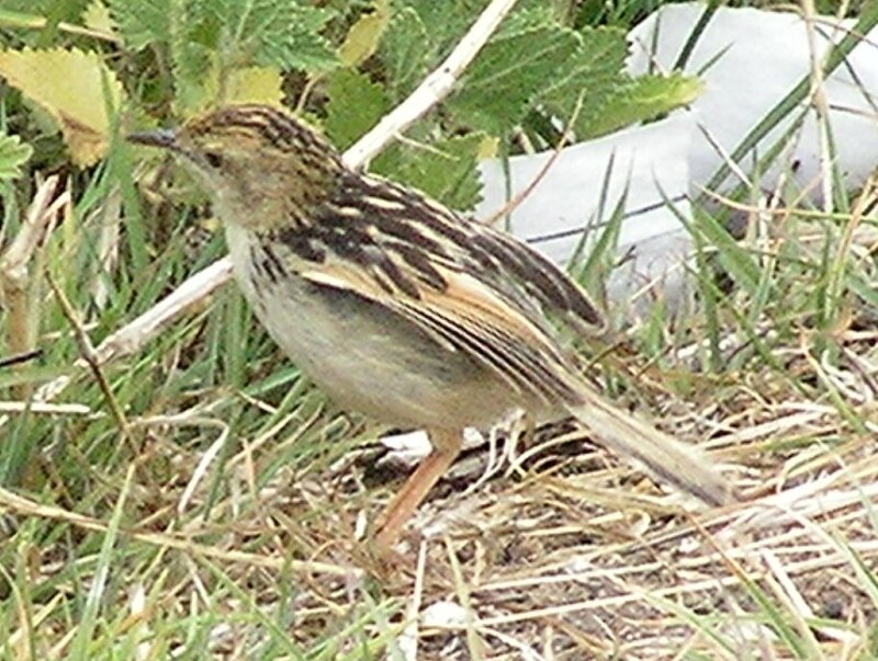 Pectoral-patch Cisticola (Cisticola brunnescens) photo
