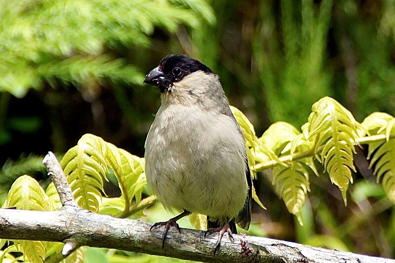 Azores Bullfinch (Pyrrhula murina) photo