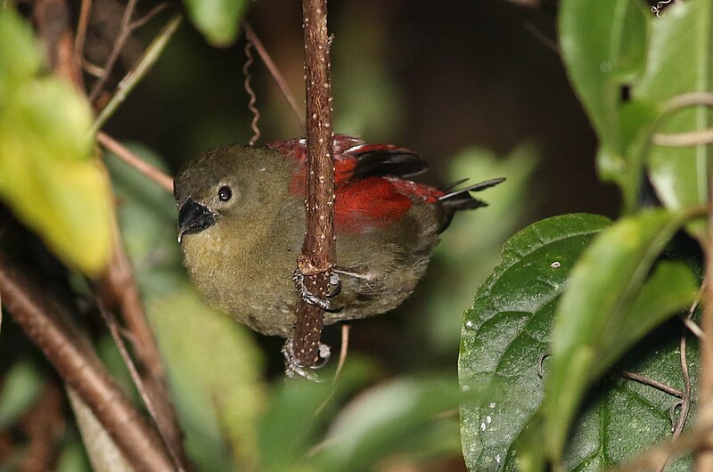 Red-faced Crimsonwing (Cryptospiza reichenovii) photo