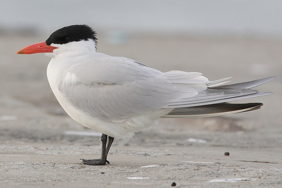 Caspian Tern (Hydroprogne caspia)