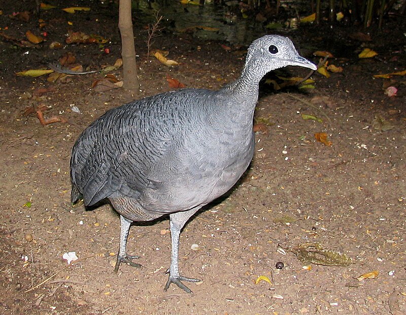 Gray Tinamou (Tinamus tao) photo