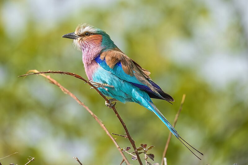 Lilac-breasted Roller (Coracias caudatus) photo