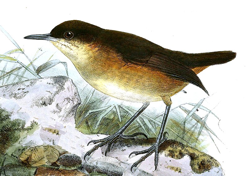 Sao Tome Short-tail (Motacilla bocagii) photo