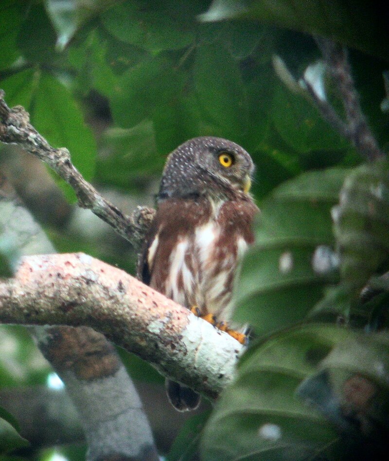 Amazonian Pygmy-Owl (Glaucidium hardyi) photo