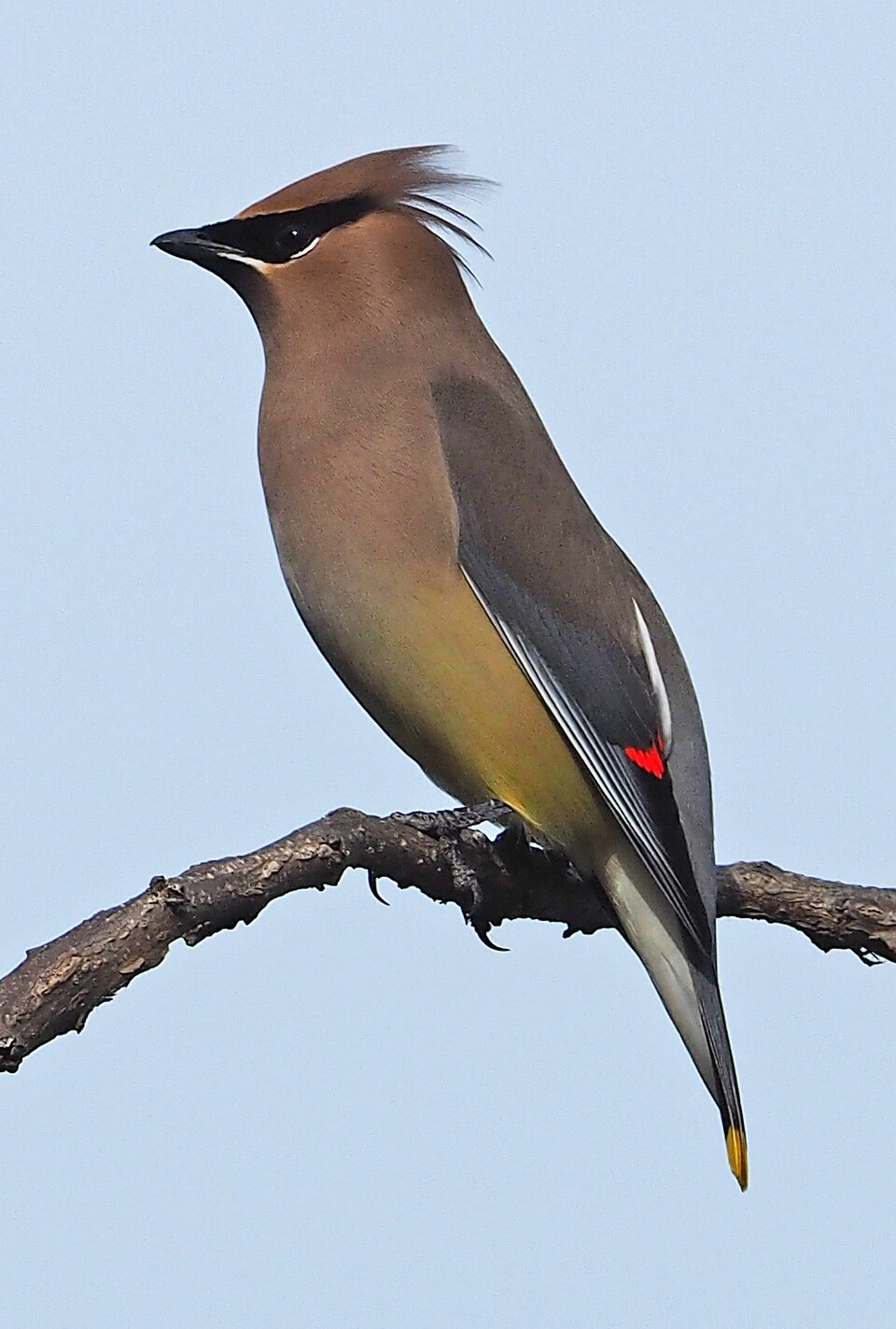 Cedar Waxwing (Bombycilla cedrorum)