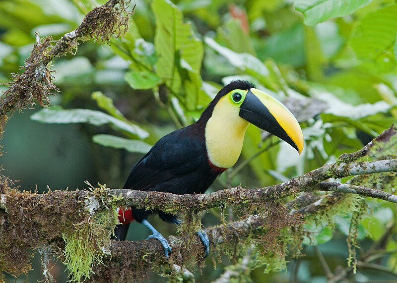 Choco Toucan (Ramphastos brevis) photo