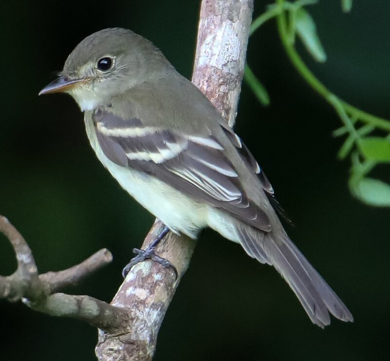 Acadian Flycatcher (Empidonax virescens) photo