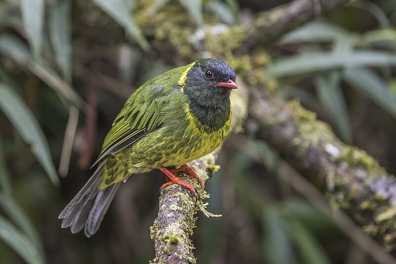 Green-and-black Fruiteater (Pipreola riefferii) photo