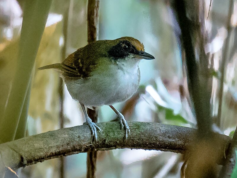 Ash-breasted Antbird (Myrmoborus lugubris) photo