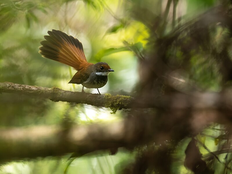 Taliabu Fantail (Rhipidura sulaensis) photo