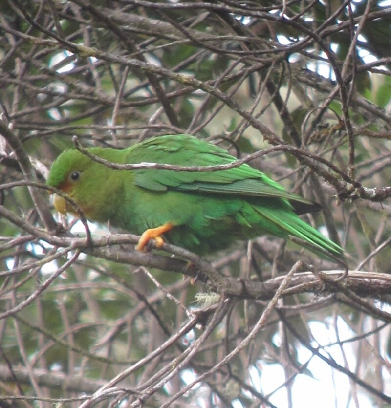 Rufous-fronted Parakeet (Bolborhynchus ferrugineifrons) photo
