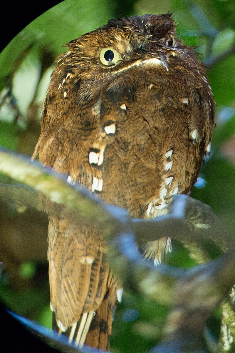 Rufous Potoo (Phyllaemulor bracteatus) photo
