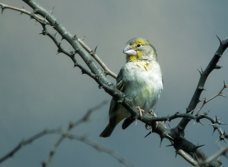 Sulphur-throated Finch (Sicalis taczanowskii) photo