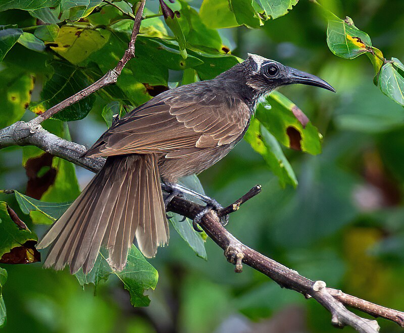 White-streaked Friarbird (Melitograis gilolensis) photo