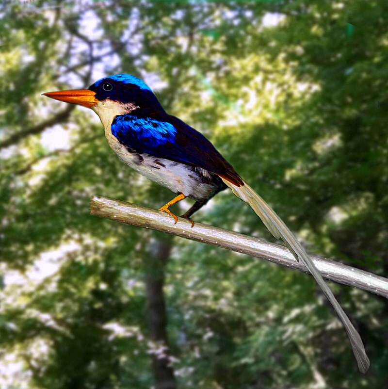 Kofiau Paradise-Kingfisher (Tanysiptera ellioti) photo
