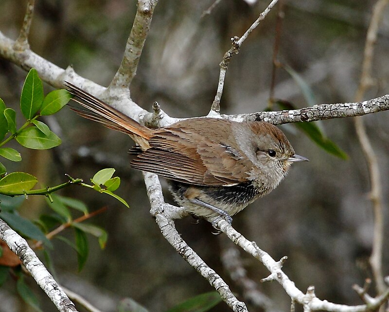 Short-billed Canastero (Asthenes baeri) photo