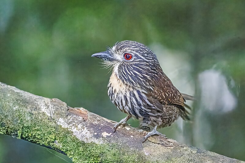 Black-streaked Puffbird (Malacoptila fulvogularis) photo