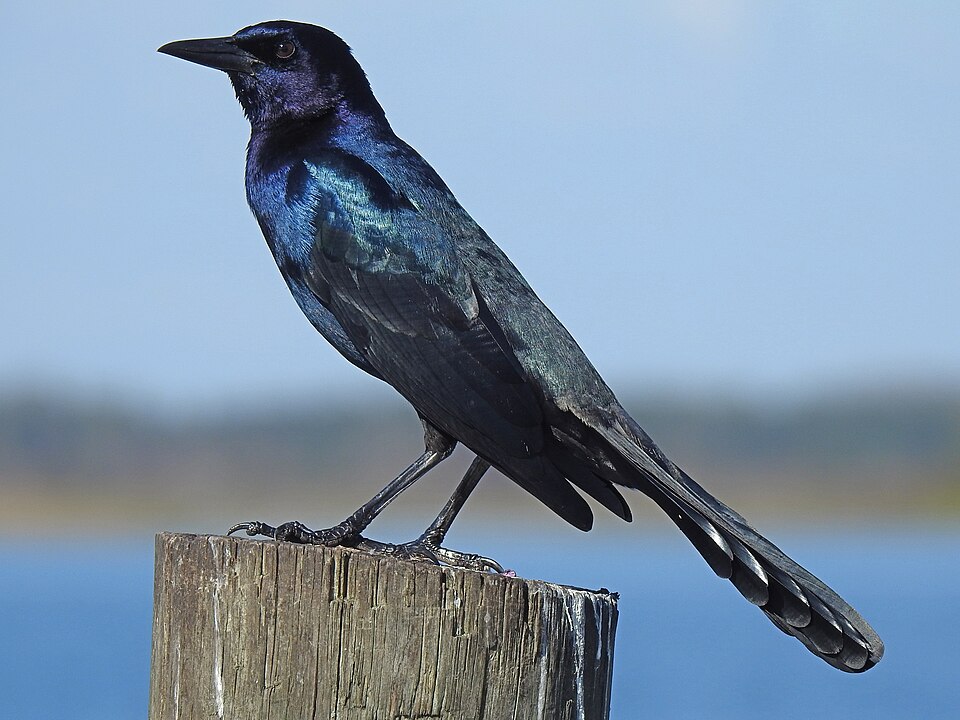 Boat-tailed Grackle (Quiscalus major)