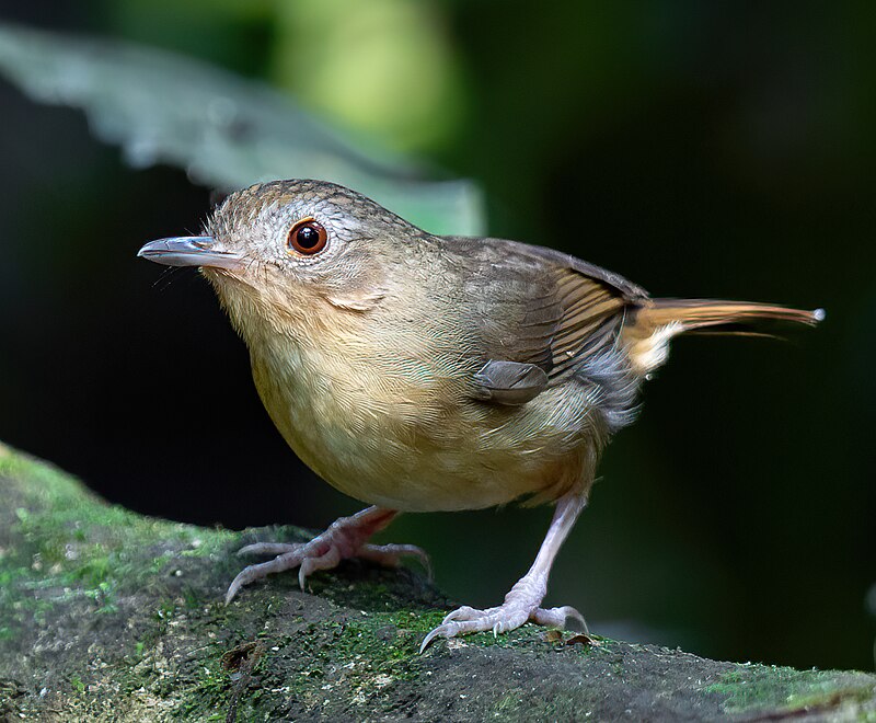 Buff-breasted Babbler (Pellorneum tickelli) photo