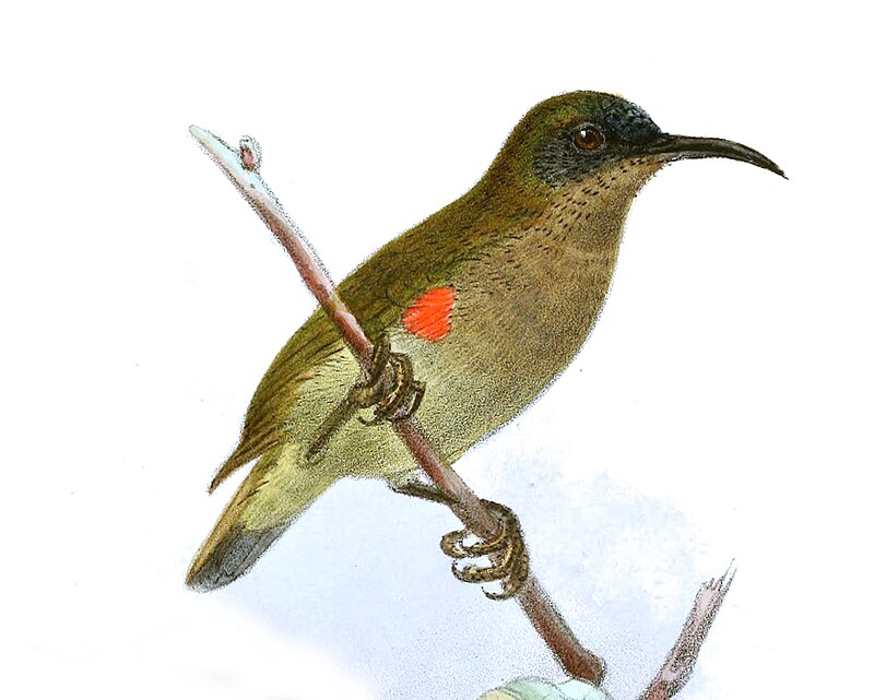 Ursula's Sunbird (Cinnyris ursulae) photo