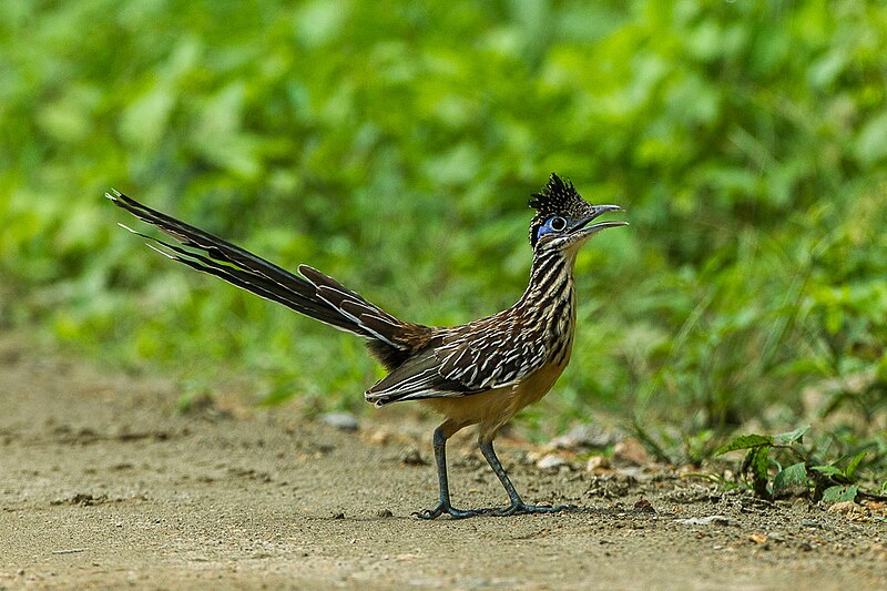 Lesser Roadrunner (Geococcyx velox) photo