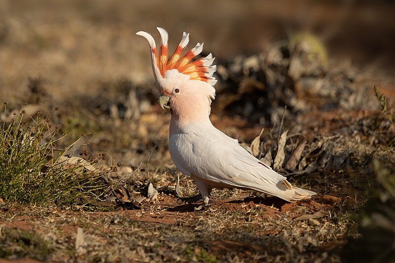 Pink Cockatoo (Cacatua leadbeateri) photo