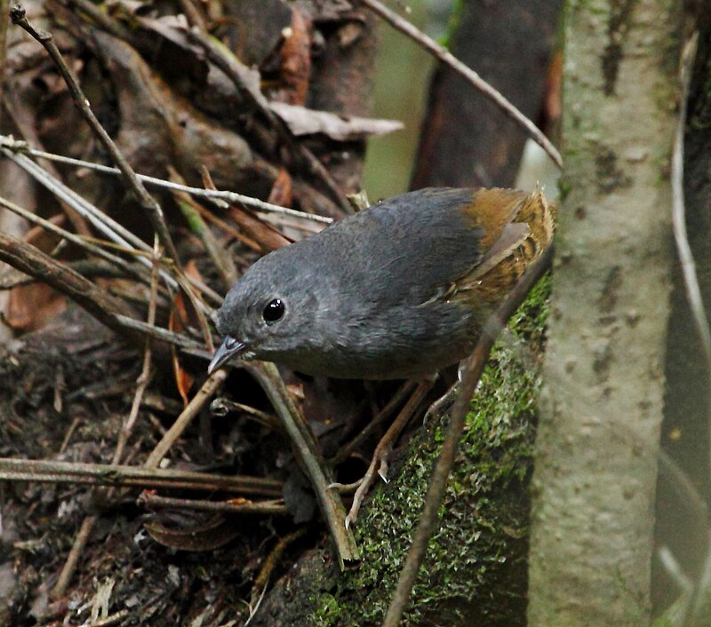 Brasilia Tapaculo (Scytalopus novacapitalis) photo