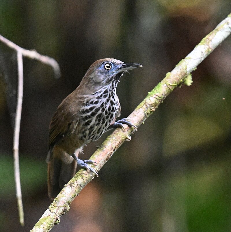 Chestnut-rumped Babbler (Stachyris maculata) photo