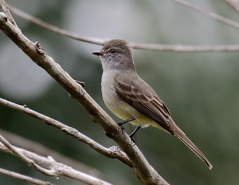 Amazonian Scrub-Flycatcher (Sublegatus obscurior) photo