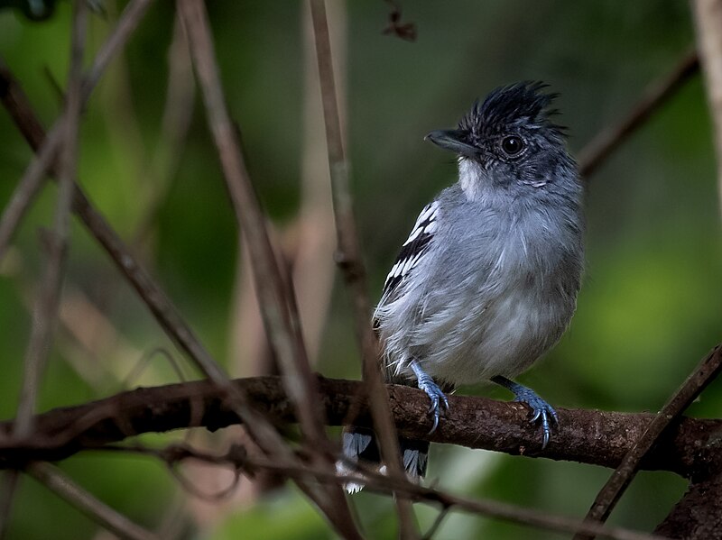 Bolivian Slaty-Antshrike (Thamnophilus sticturus) photo