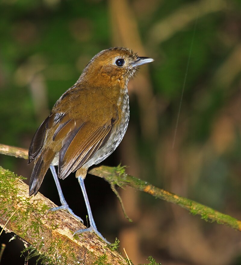 Urrao Antpitta (Grallaria urraoensis) photo