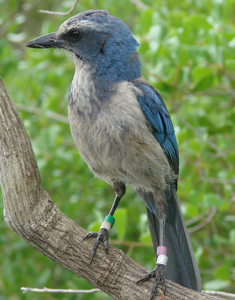 Florida Scrub-Jay (Aphelocoma coerulescens)